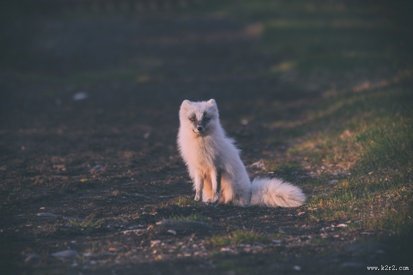体型娇小的白狐图片