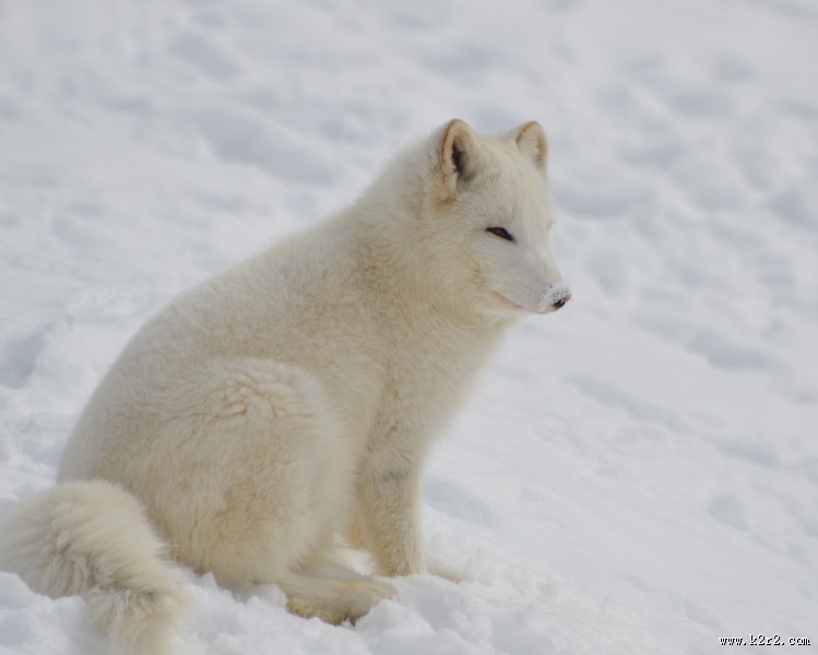 体型娇小的白狐图片