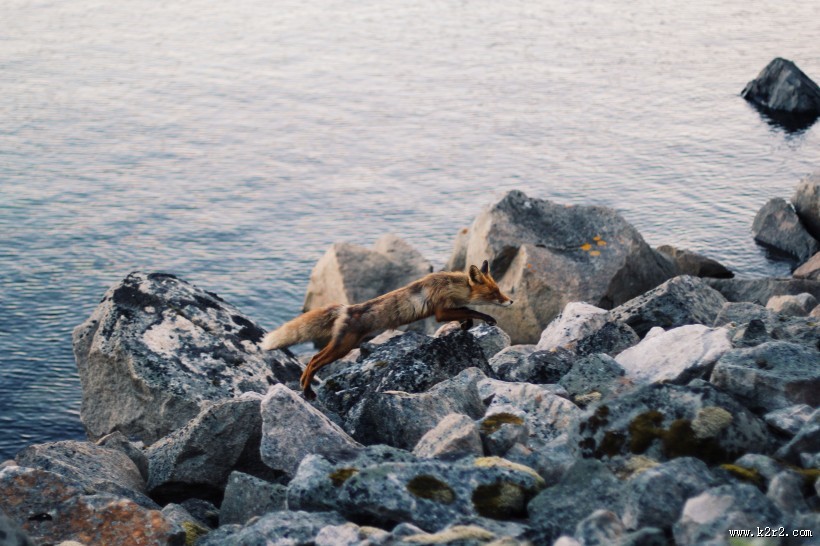 可爱的狐狸图片大全