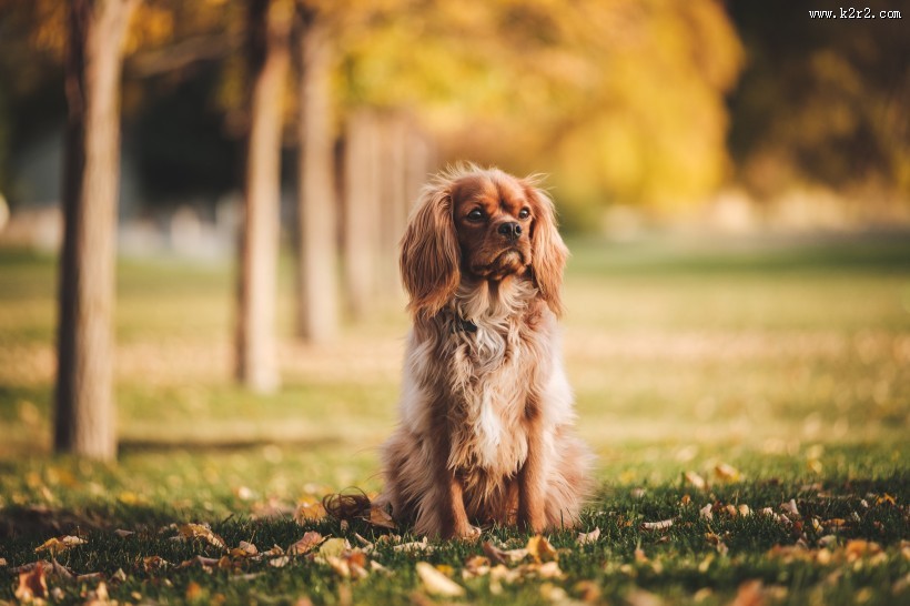 坐着的狗狗图片