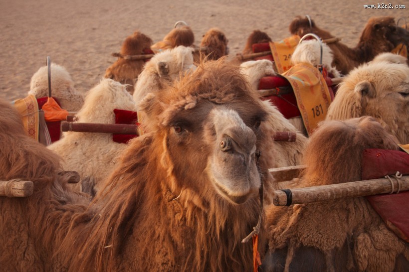 沙漠中的骆驼图片大全