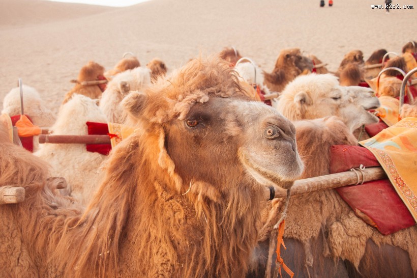 沙漠中的骆驼图片大全
