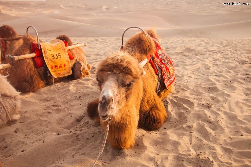 沙漠中的骆驼图片大全