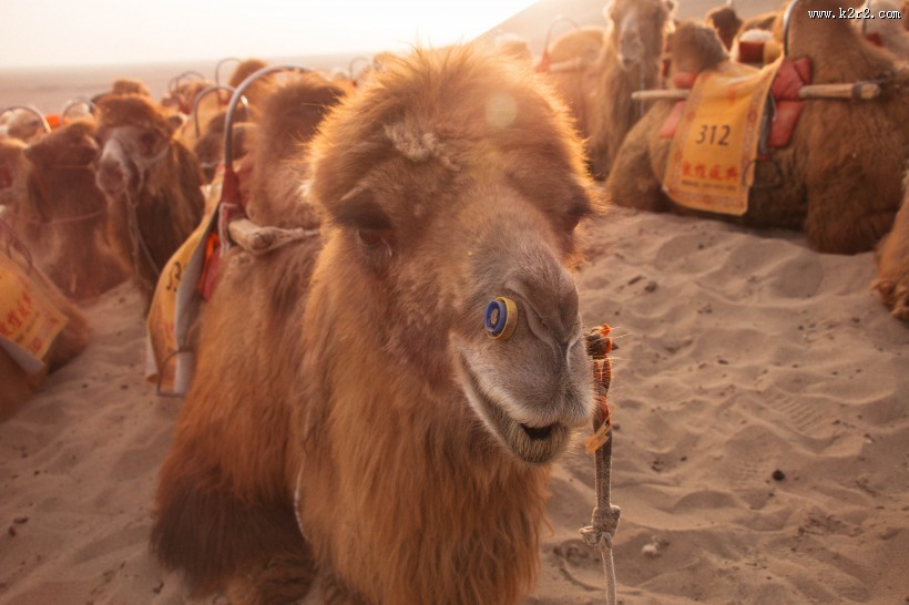 沙漠中的骆驼图片大全