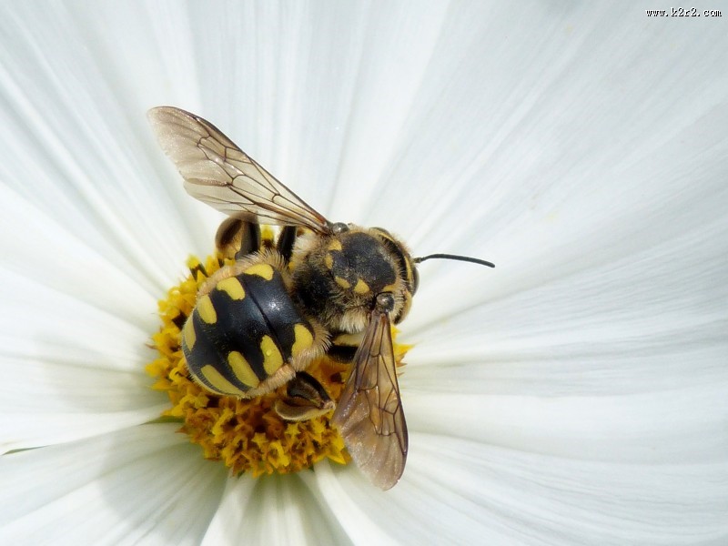 野生大黄蜂图片大全