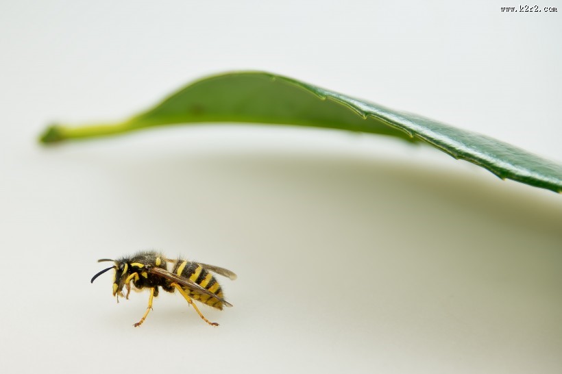 野生大黄蜂图片大全