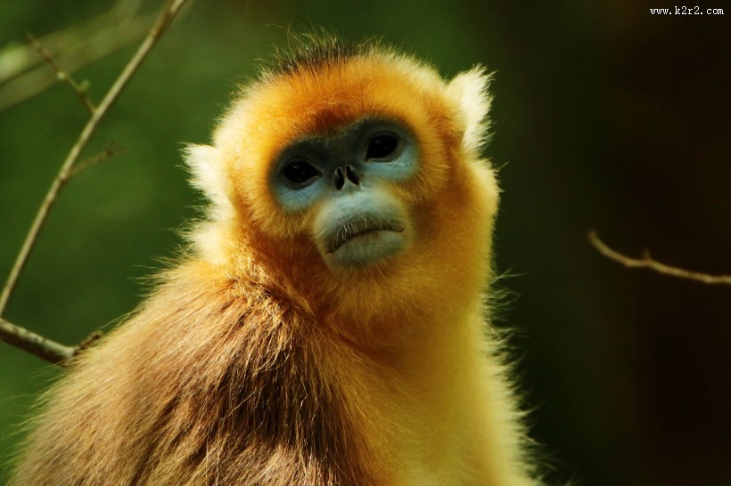 金丝猴图片