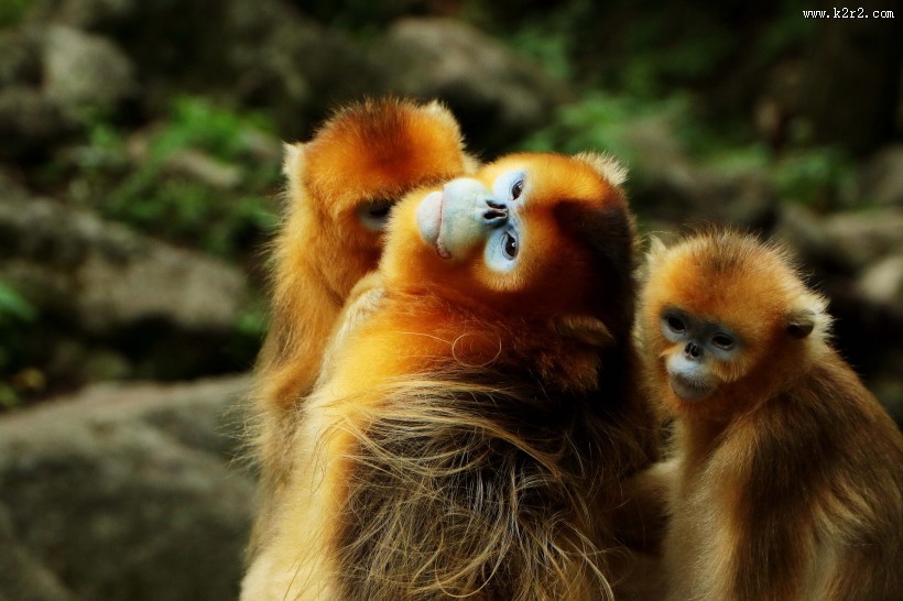 金丝猴图片