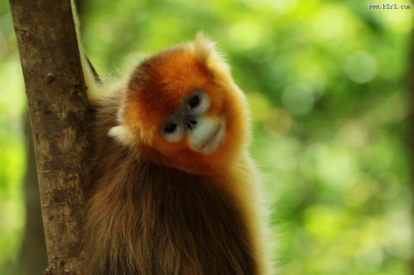 金丝猴图片