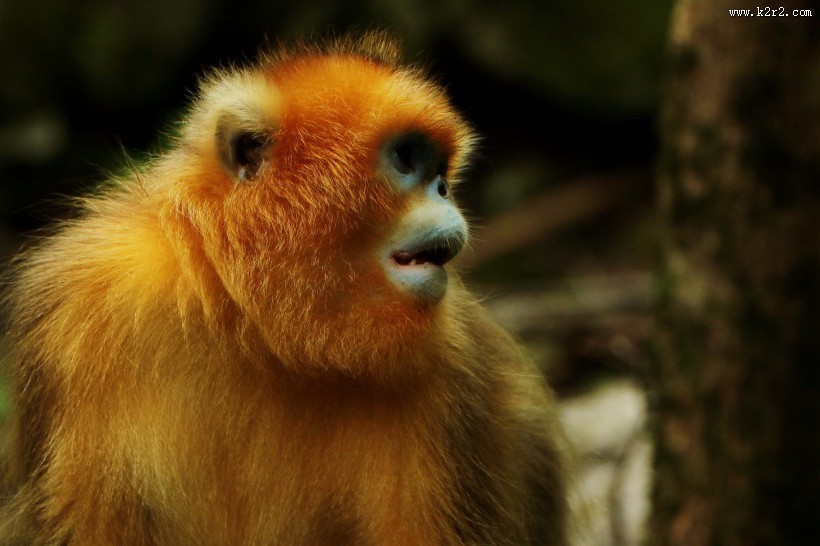 金丝猴图片