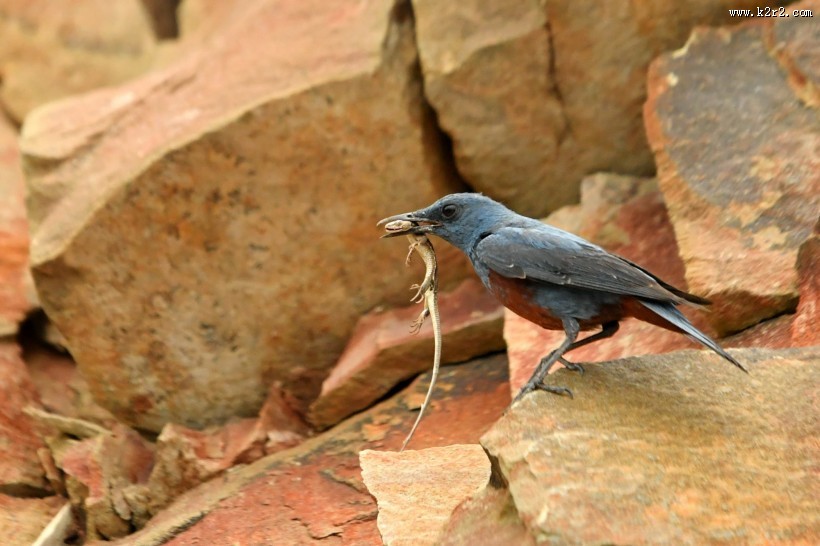 蓝矶鸫图片大全