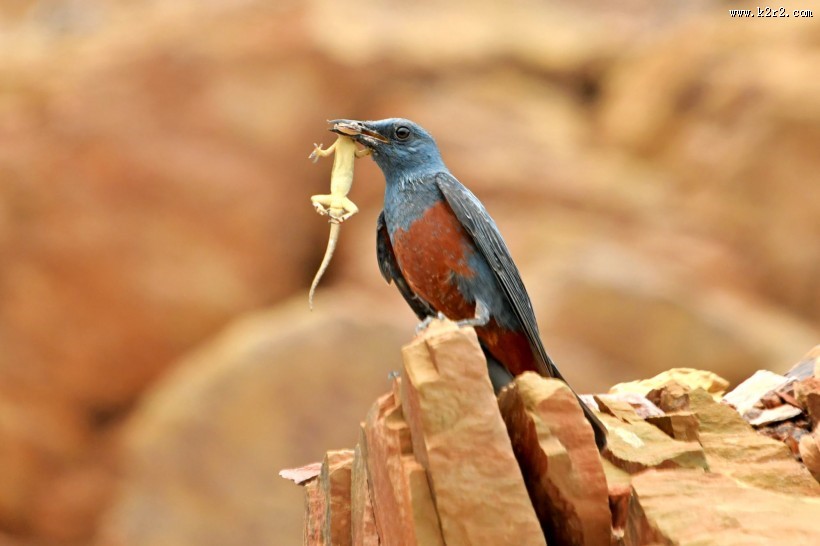 蓝矶鸫图片大全