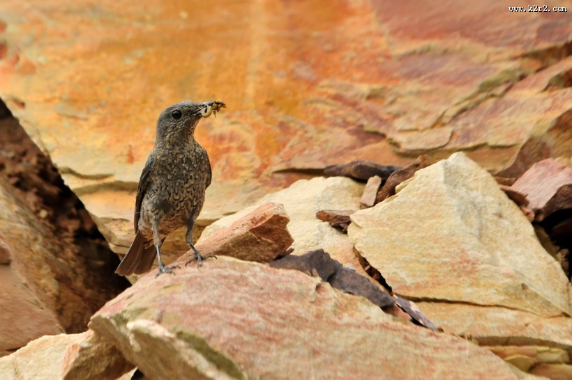 蓝矶鸫图片大全