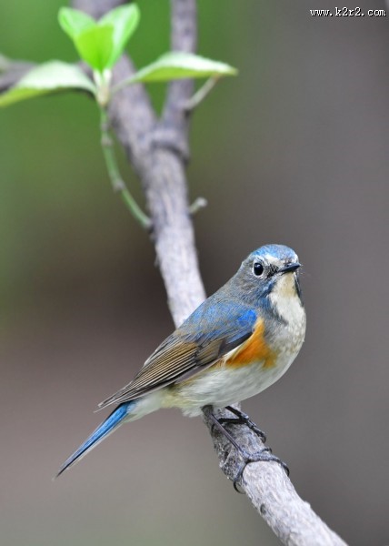 红胁蓝尾鸲图片大全
