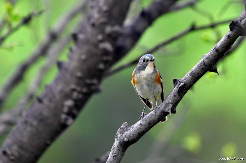 红胁蓝尾鸲图片大全