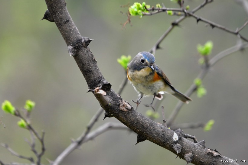 红胁蓝尾鸲图片大全