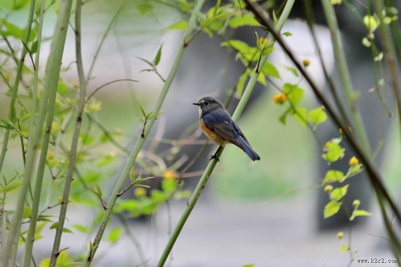 红胁蓝尾鸲图片大全