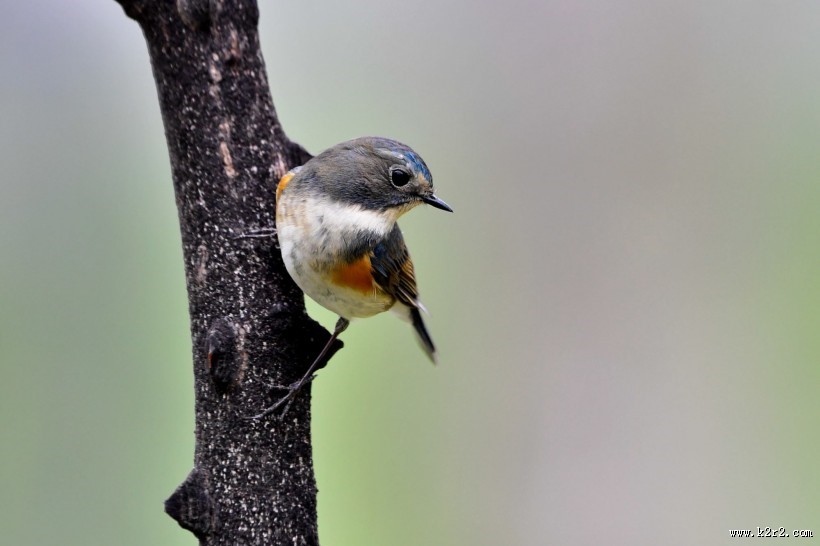 红胁蓝尾鸲图片大全