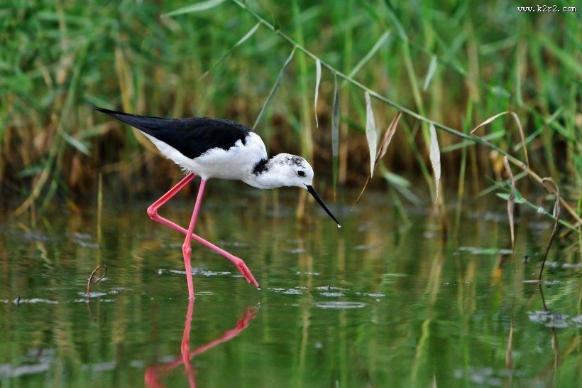 黑翅长脚鹬图片大全