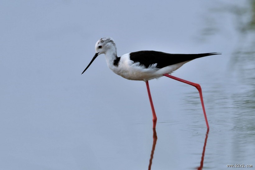 黑翅长脚鹬图片大全
