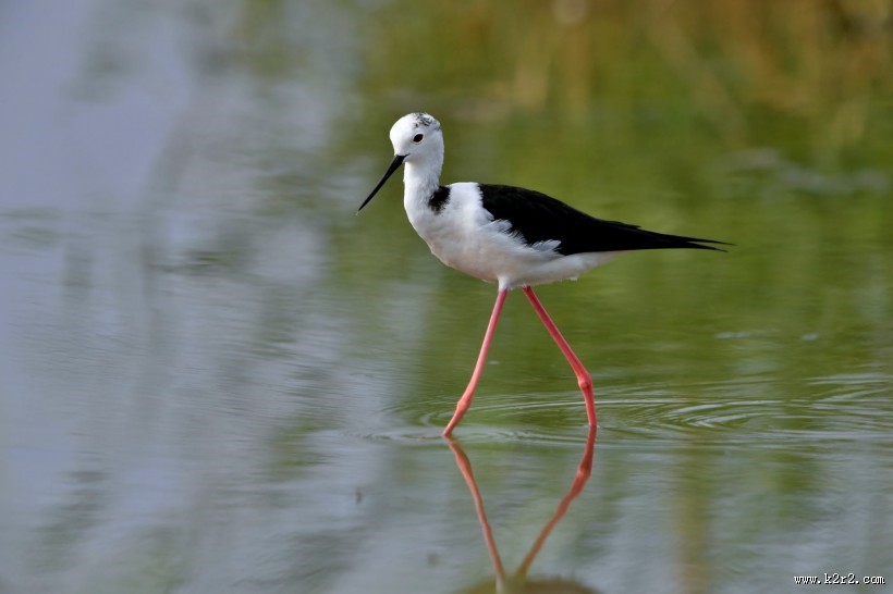 黑翅长脚鹬图片大全