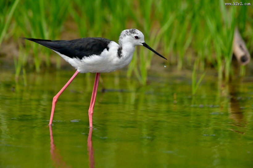 黑翅长脚鹬图片大全