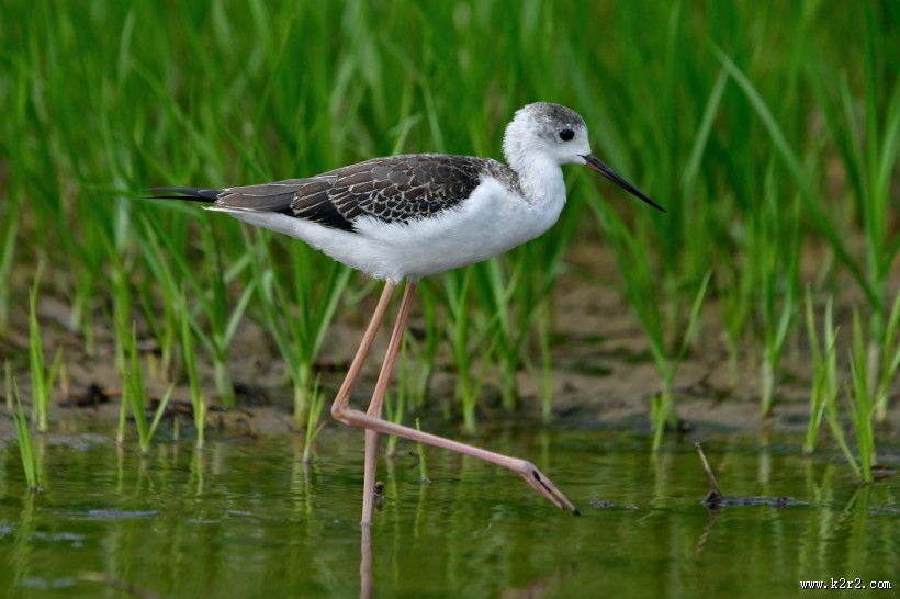 黑翅长脚鹬图片大全