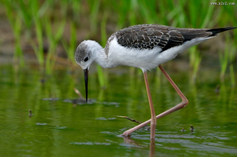 黑翅长脚鹬图片大全