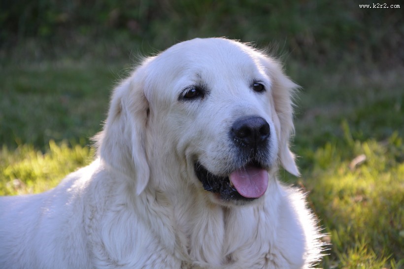 可爱的白色金毛图片大全