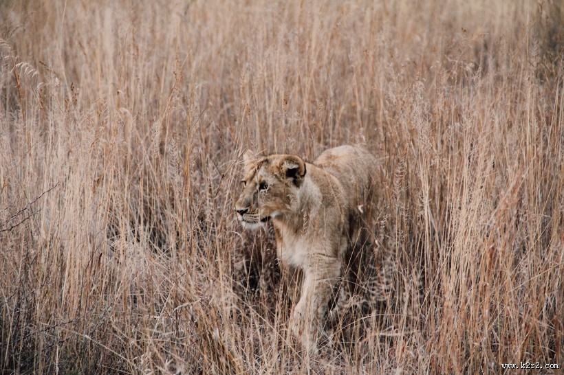 雄壮的母狮图片大全