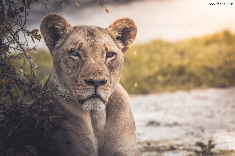 雄壮的母狮图片大全