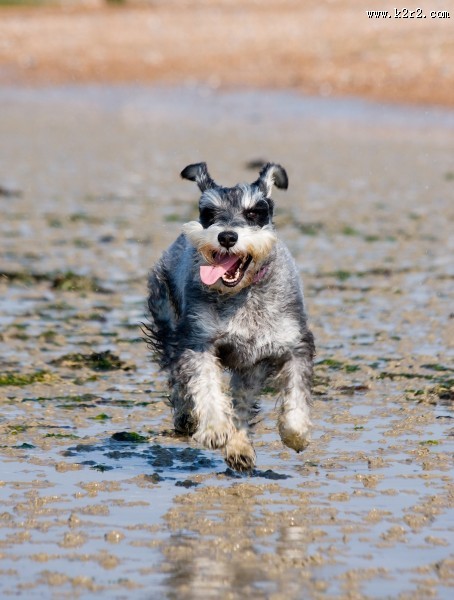 奔跑的小狗图片大全