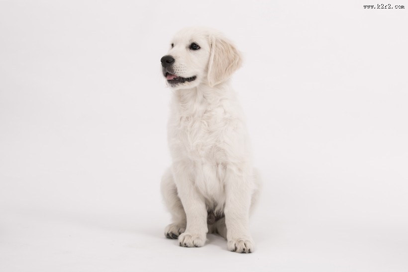 可爱的白色金毛图片