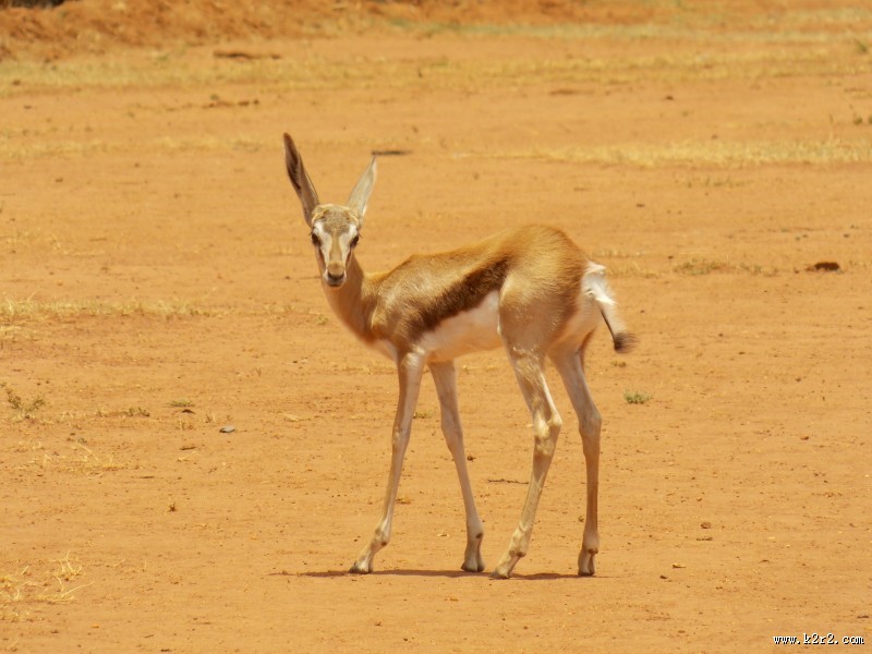 矫健温顺的羚羊图片
