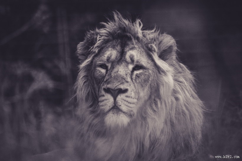 威武的雄狮图片