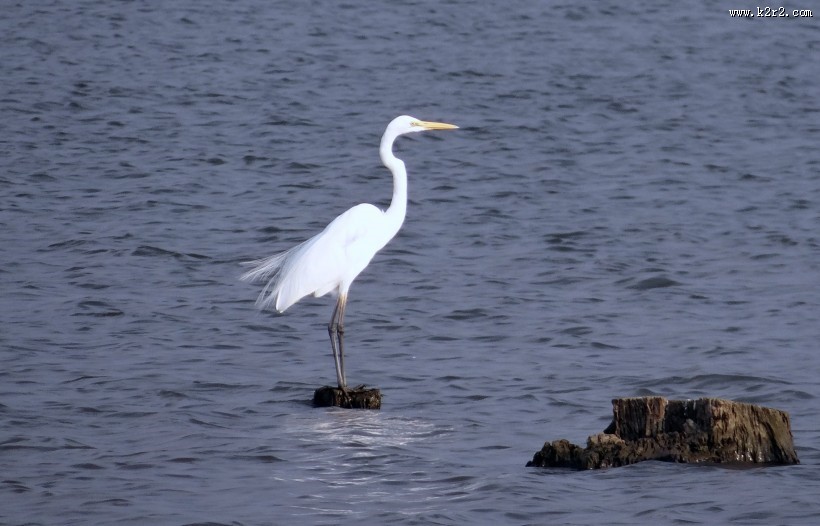 优雅前行的苍鹭图片大全