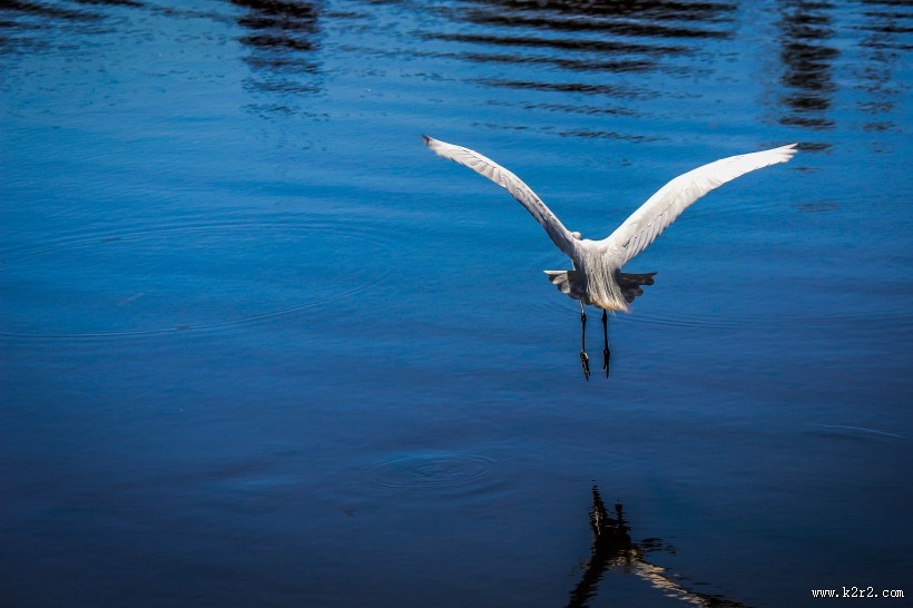 优雅前行的苍鹭图片大全