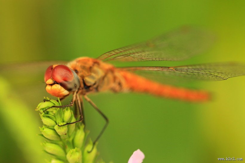 美丽的蜻蜓图片