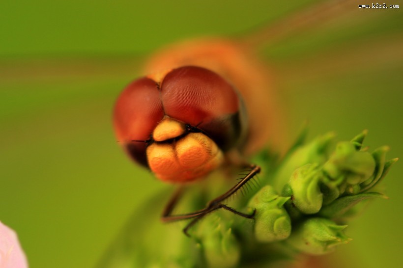 美丽的蜻蜓图片