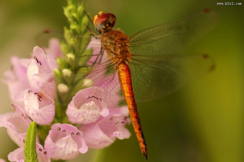 美丽的蜻蜓图片