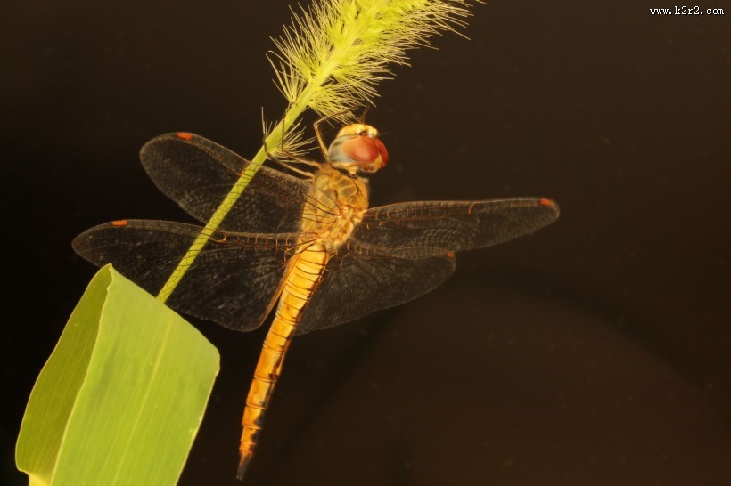 美丽的蜻蜓图片