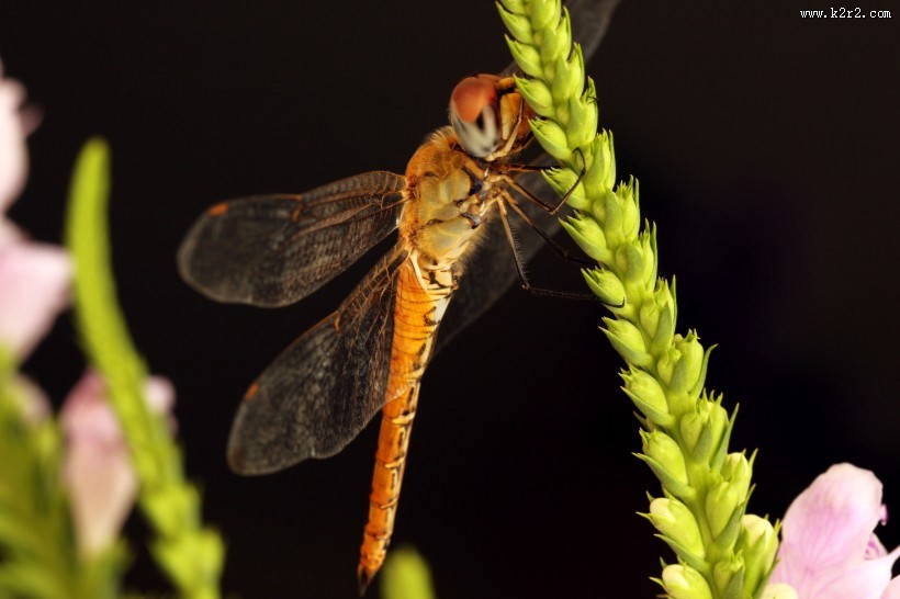 美丽的蜻蜓图片
