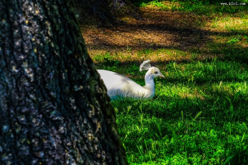 羽毛光鲜的孔雀图片