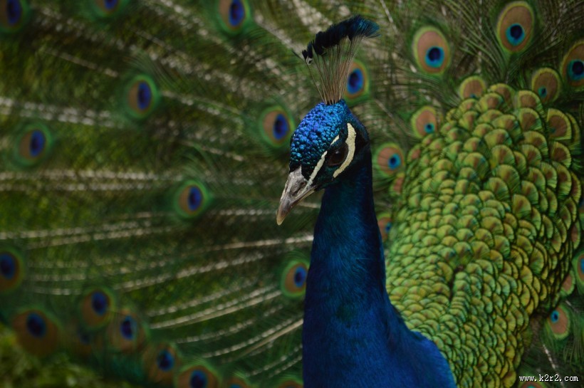 羽毛光鲜的孔雀图片