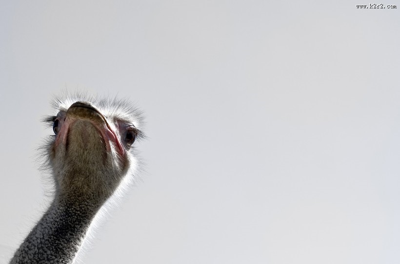 不会飞的鸵鸟图片