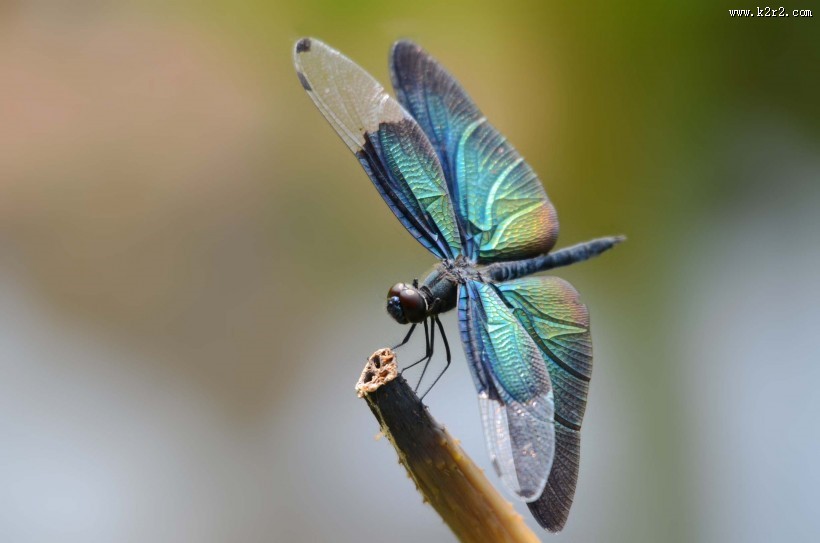 黑丽翅蜻图片