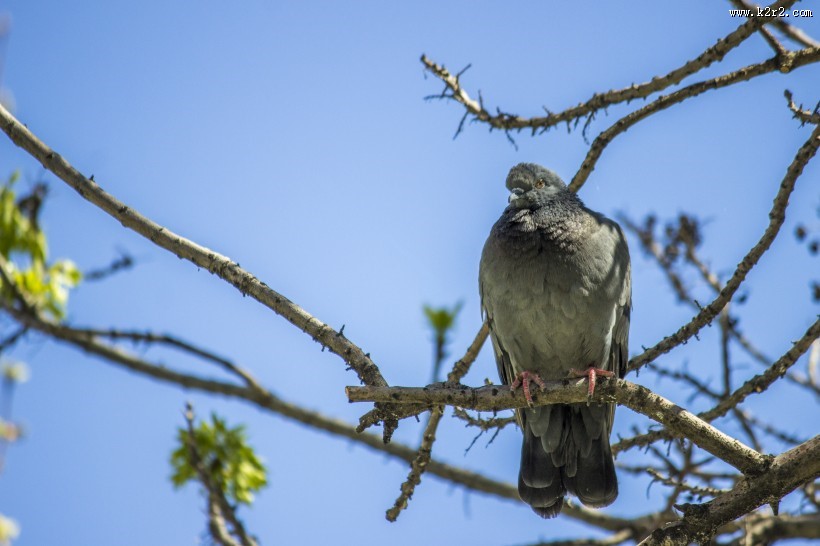 站着的鸽子图片