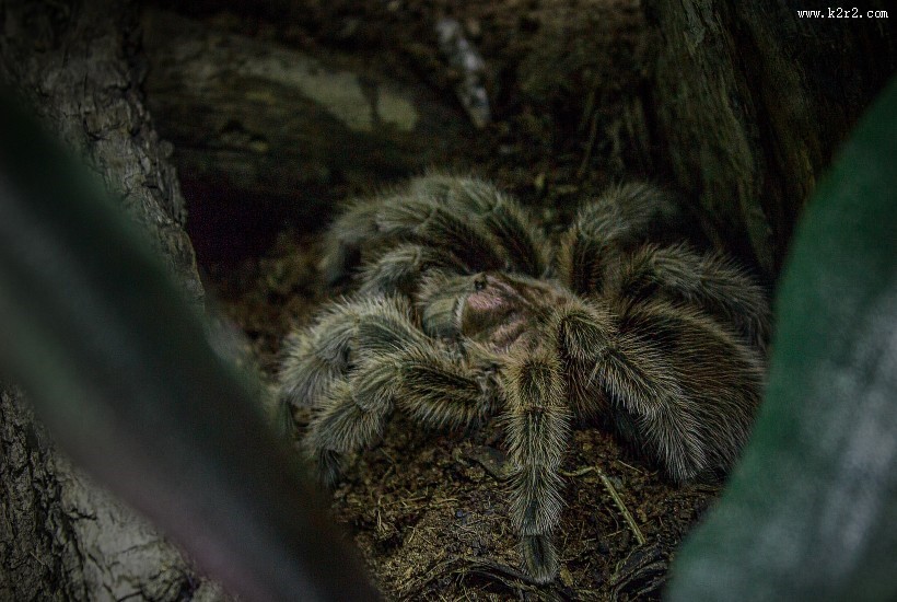 剧毒的狼蛛图片大全