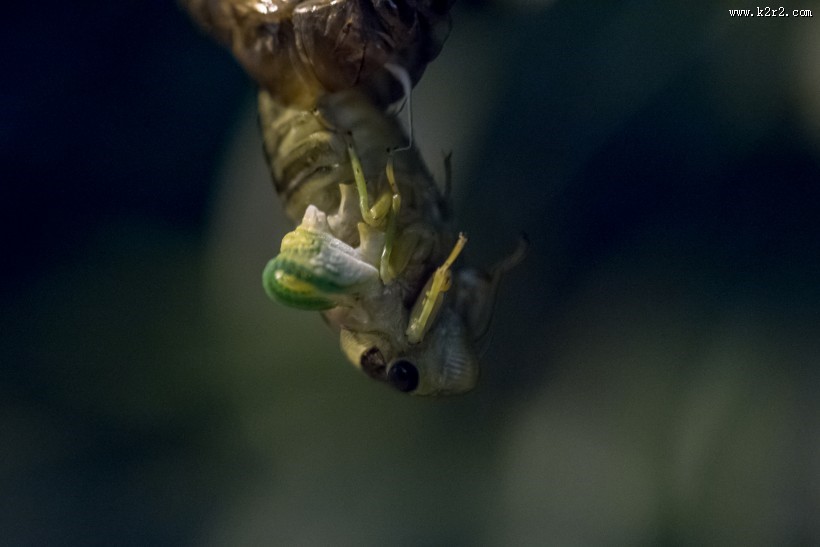 夏日的蝉高清图片大全