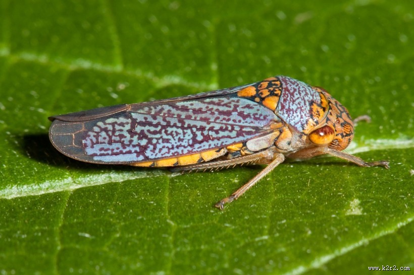 夏日的蝉高清图片大全